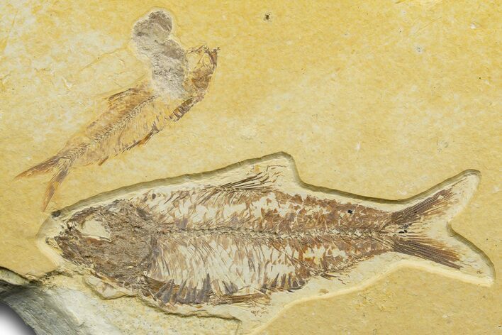 Pair Of Fossil Fish (Knightia) and Coprolite - Wyoming #329719